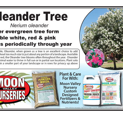 Oleander Tree