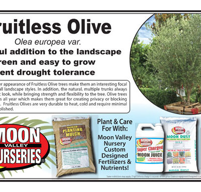 Fruitless Olive