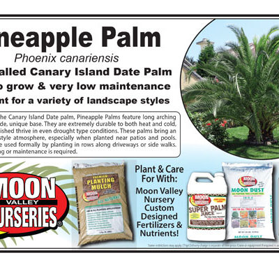 Pineapple Palm