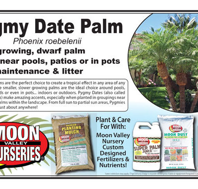 Pygmy Date Palm