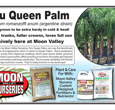 Piru Queen Palm