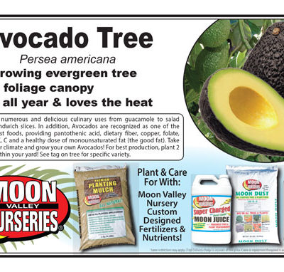 Avocado Tree