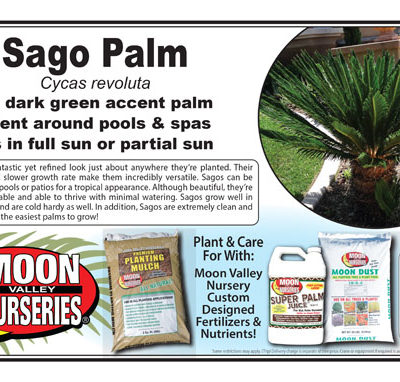 Sago Palm