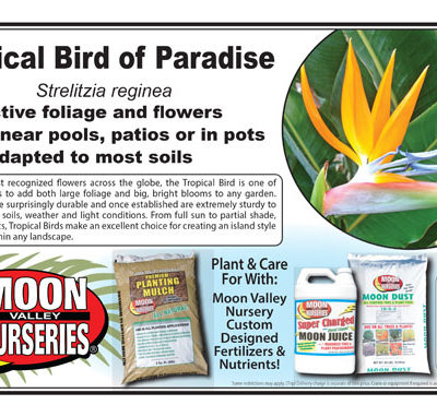 Tropical Bird of Paradise