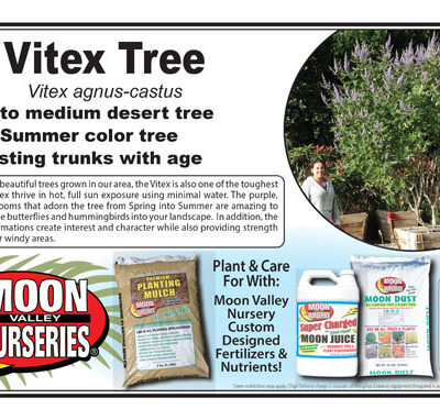 Vitex Tree
