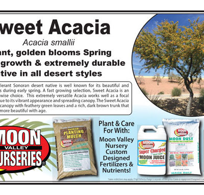 Sweet Acacia