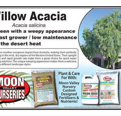 Willow Acacia