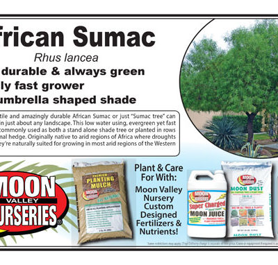 African Sumac