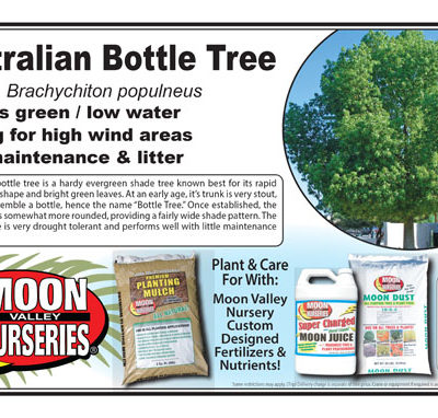 Australian Bottle Tree