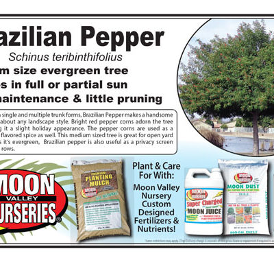 Brazilian Pepper