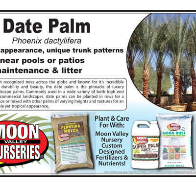 Date Palm