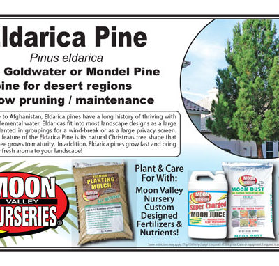 Eldarica Pine
