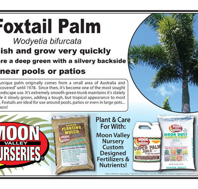 Foxtail Palm