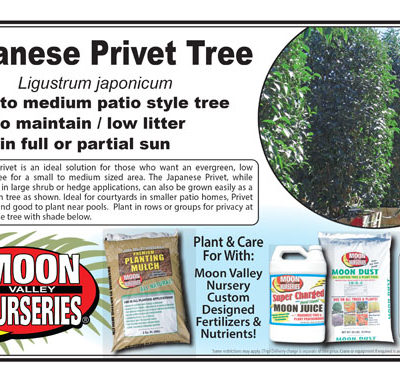 Japanese Privet Tree