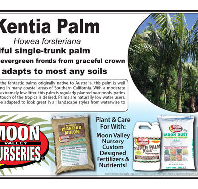 Kentia Palm