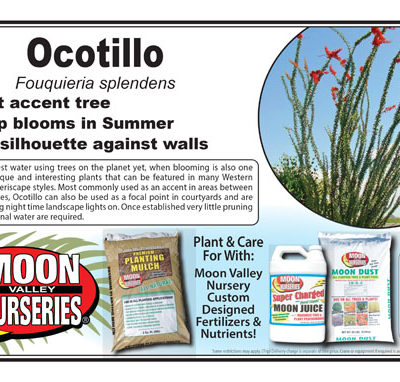Ocotillo