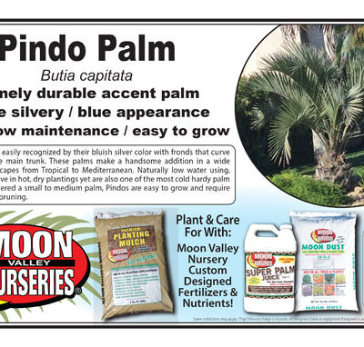 Pindo Palm