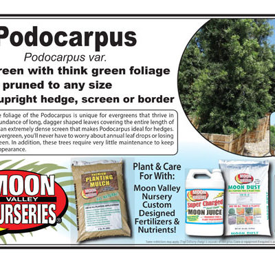Podocarpus