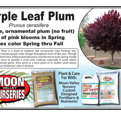 Purple Leaf Plum