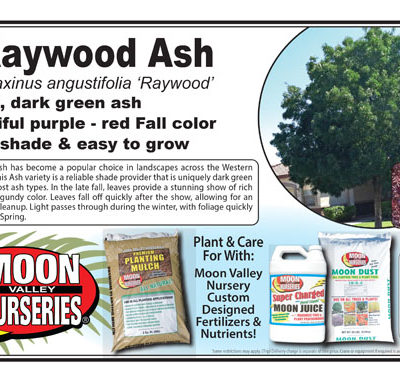 Raywood Ash