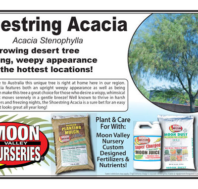 Shoestring Acacia