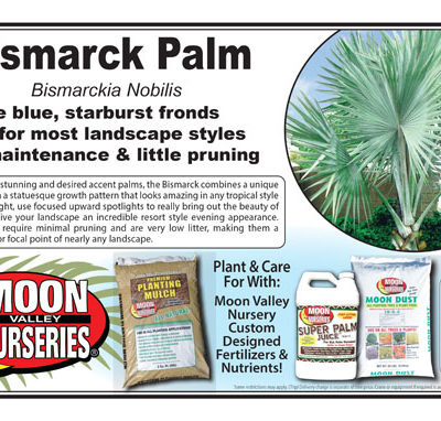 Bismarck Palm