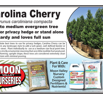 Carolina Cherry