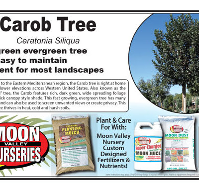 Carob Tree