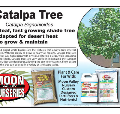 Catalpa Tree