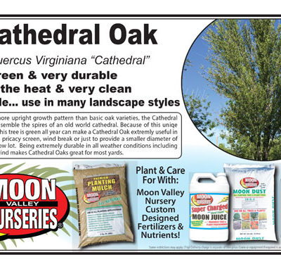 Cathedral Oak