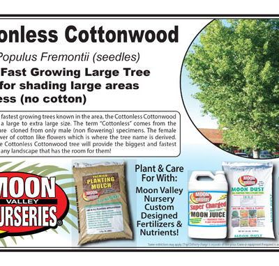 Cottonless Cottonwood