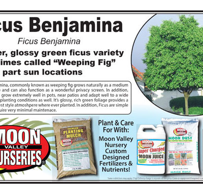 Ficus Benjamina