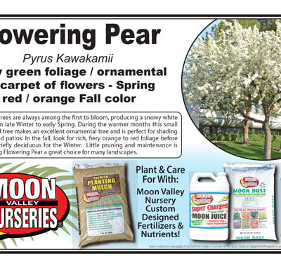 Flowering Pear