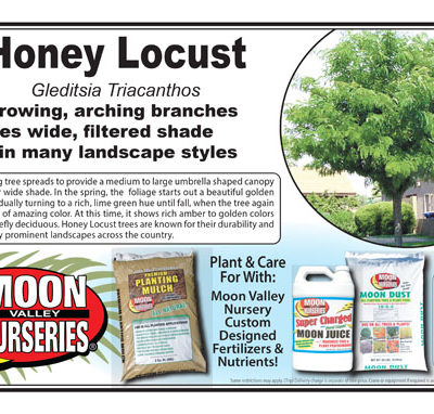 Honey Locust