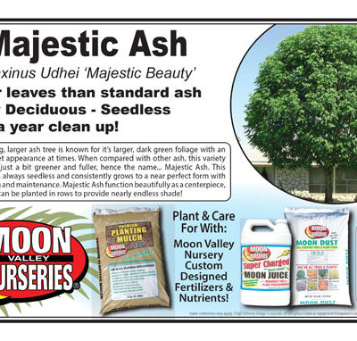 Majestic Ash