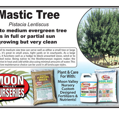 Mastic Tree