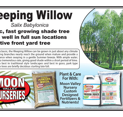 Weeping Willow