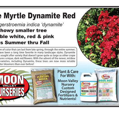 Crape Myrtle Dynamite Red