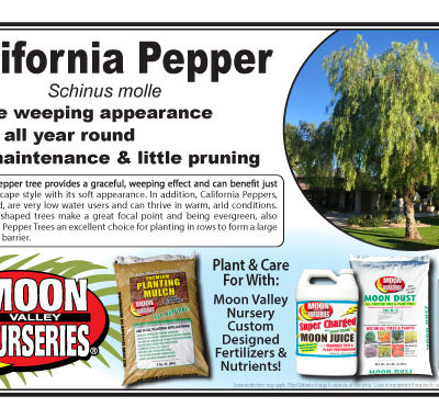 California Pepper