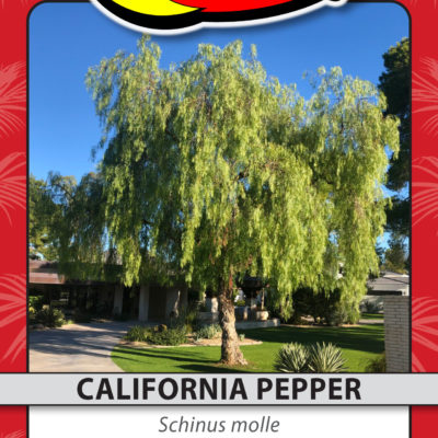 CALIFORNIA PEPPER