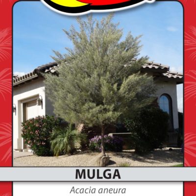 MULGA