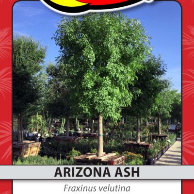 ARIZONA ASH