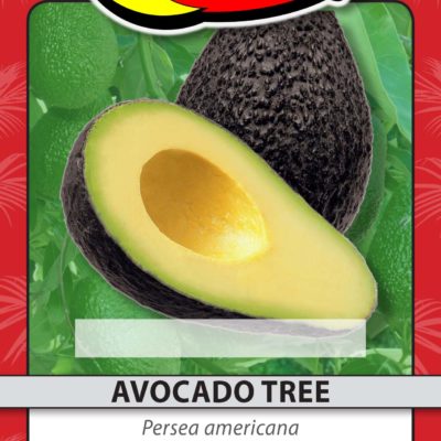 AVOCADO TREE