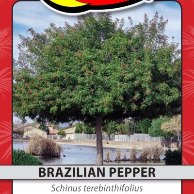 BRAZILIAN PEPPER