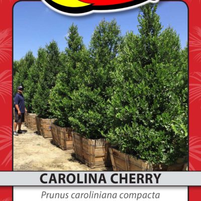CAROLINA CHERRY