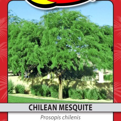 CHILEAN MESQUITE