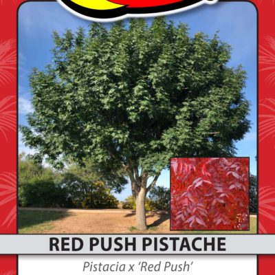 RED PUSH PISTACHE