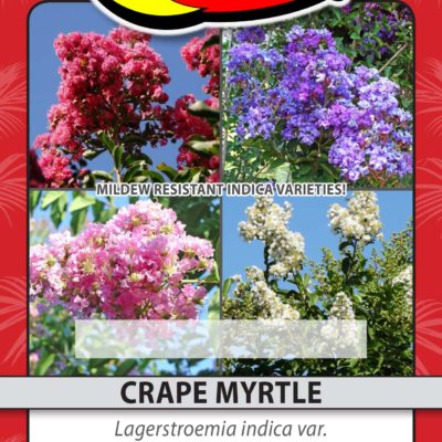 CRAPE MYRTLE