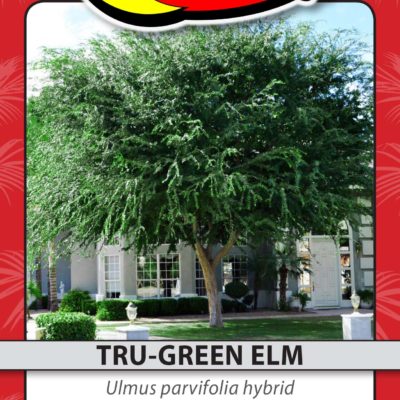 TRU-GREEN ELM