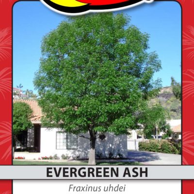 EVERGREEN ASH
